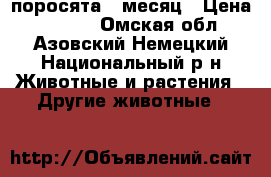 поросята 1 месяц › Цена ­ 2 000 - Омская обл., Азовский Немецкий Национальный р-н Животные и растения » Другие животные   